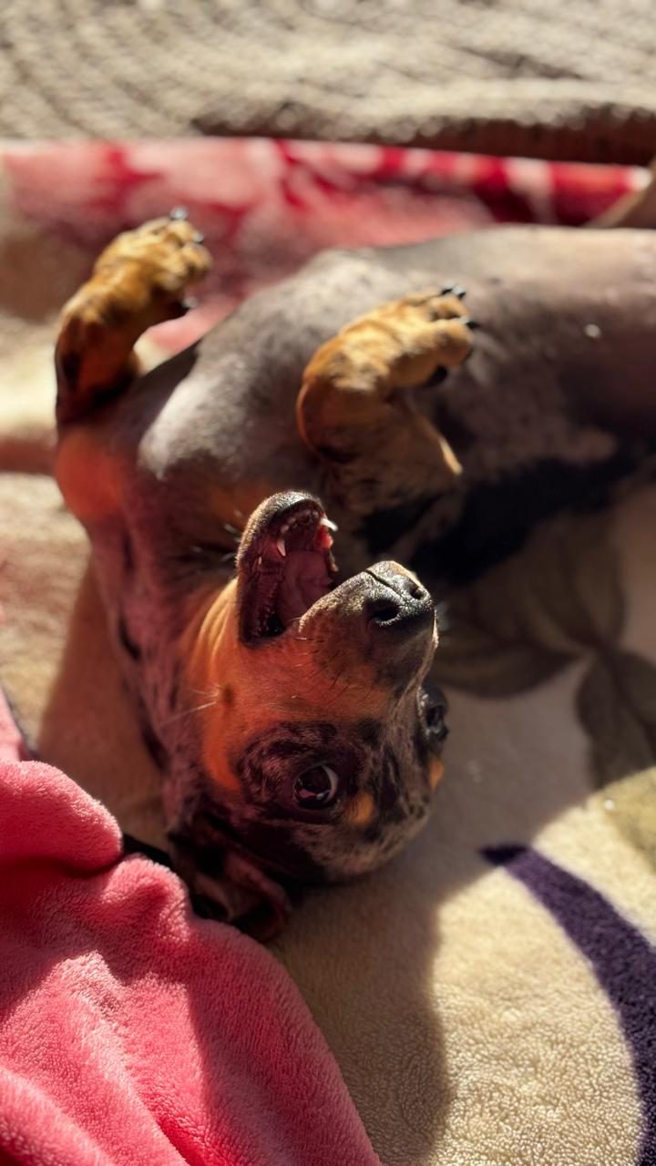 A Sam de barriga para cima tomando sol